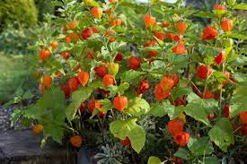 Meine physalis hängt noch voller früchte, leider noch nicht reif. Physalis Und Lampionblumen Pflege Pflanzen Dungen Schnitt