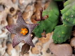 Image result for Pycreus permutatus