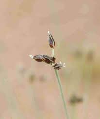 Image result for Bulbostylis hispidula