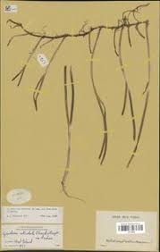 Image result for Cymodocea rotundata