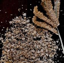 Image result for Eleusine coracana