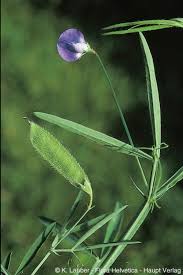 Image result for Lathyrus hirsutus