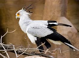 Secretary bird ( sagittarius serpentarius ) secretary bird. Secretary Bird Pets Bird Facts Bird Beautiful Birds