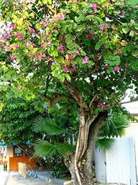 Image result for Bauhinia purpurea