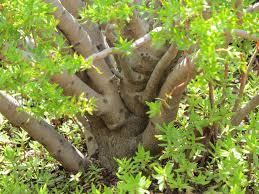 Image result for Crassula sarcocaulis