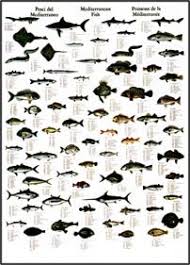 Amazon Com Mediterranean Fish Prints Posters Prints