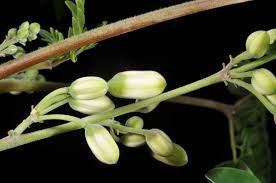 Image result for Moringaceae