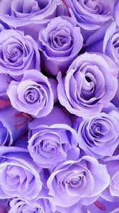 Cool Wallpaper Purple Roses Background Photos Purple stuff purple love all things purple shades of purple purple flowers red roses purple wallpaper colorful wallpaper flower wallpaper. cool wallpaper purple roses background