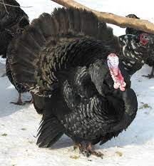 Pin By Kim Hotcaveg Farris On Gobble Gobble Turkey Breeds Raising Turkeys Turkey
