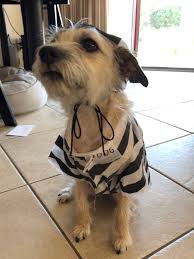 Presenting 10 really ugly dogs. My Ugly Dog My Firstborn Child Album On Imgur