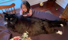 Books and articles dealing with these aspects of the maine coon cat have been well received as people. 20 Times Maine Coon Cats Were Too Wow To Handle