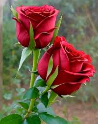 Rosas rojas maravillosas 🥰🌹❤️😍😘🌹❤️🌹😍🌹