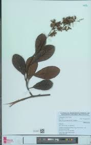 Image result for Tetracera alnifolia
