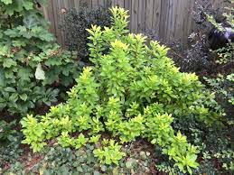 Disease and pest problems and resistance to deer feeding have been reported, although additional reports need to be gathered. In The Garden You Either Love It Or You Hate It Crozet Gazette