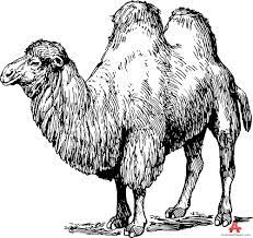 77 x 120 px download. Bactrian Camel Clipart Free Design Download Wikiclipart