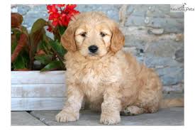 Use the search tool below and browse adoptable goldendoodles! Ava Goldendoodle Puppy For Sale Near Lancaster Pennsylvania 9b0285bf 1e01