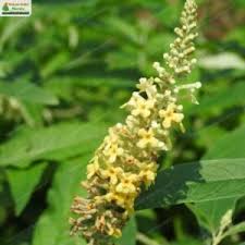 Image result for Buddleja asiatica