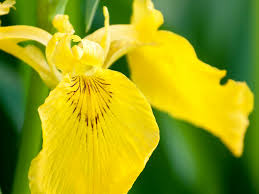 Inhaling the delightfully fragrant scent is known to induce relaxation & sleep. 13 Flowers For A Scented Summer Garden Lovethegarden