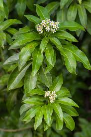 Image result for Exochaenium exiguum