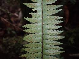 Image result for Aspleniaceae