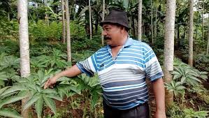 Ya porang merupakan tanaman yang kini kian diminati pasar ekspor karena mengandung karbohidrat, lemak, protein, mineral, vitamin, dan serat porang ini banyak diminati cina dan jepang. Lebih Menjanjikan Kades Kepincut Porang Begini Tips Menanam Dengan Benar Insulteng
