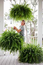 However, choosing hanging basket plants is a delicate procedure. Woman Holding Healthy Ferns On A Porch In 2021 Porch Plants Hanging Plants Outdoor Hanging Plants