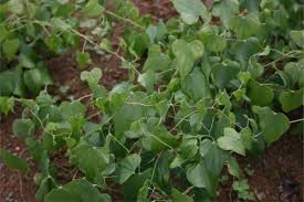 Image result for Dioscorea minutiflora