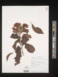 Image result for Clerodendrum lutambense