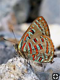 Pin By Gabriela Adam On God S Amazing Butterflies Butterfly Photos Most Beautiful Butterfly Butterfly Pictures