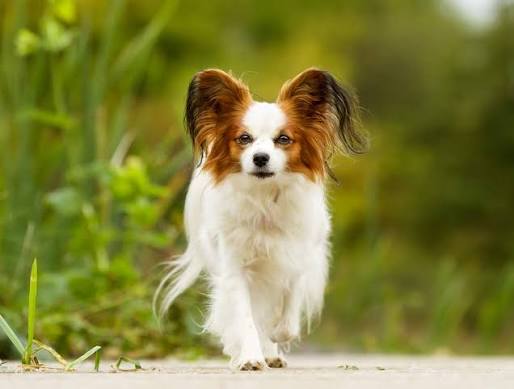 Papillon Dogs | Dog Breeds