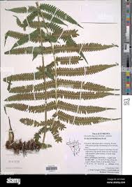 Image result for Christella chaseana