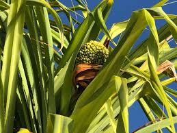 Image result for Agelaea pentagyna