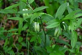 Image result for Colchicaceae