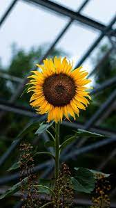 Oiya menurut eric ariyanto, seni adalah kegiatan rohani atau aktivitas batin yang di refleksikan dalam bentuk karya. Iphone Android Wallpaper Wallpaper Bunga Matahari Latar Belakang Bunga Kuning