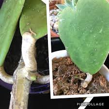 Maybe you would like to learn more about one of these? Hoya Kerrii Sweetheart Hoya Uploaded By Rosegardengirl