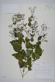 Image result for Isoglossa laxiflora