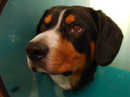 Check spelling or type a new query. 5 Comfy Alternatives To The Dreaded Cone Of Shame And A Review Of The Inflatable Dog Collar Pethelpful