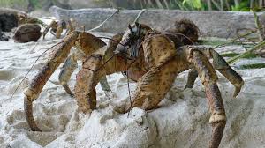 The Coconut Crab Might Be The Scariest Crustacean Ever