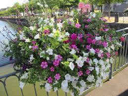 Planter des bambous en jardinières : Fleurs Pour Vos Jardinieres Plaisir Jardin Com