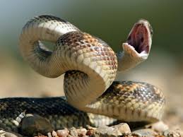 A wide variety of pet snakes sale options are available to you, such as plastic, fiber. The Five Most Expensive Types Of Snakes Money Can Buy