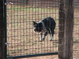 Beautiful Border Collie Lacy S Cat Ballou Herding Sheep Bordercollie Lascruces Elpaso Newmexico Herding Herding Cats Warrior Cats Books Herding Sheep