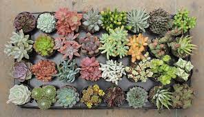 Wide variety of succulents such as aeonium, echeveria. Succulent Plants Online Buy Succulents Online At Best Price In Delhi India