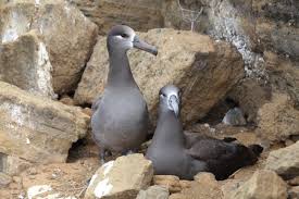 Black-footed Albatross – Kauaʻi Endangered Seabird Recovery Project