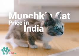 Munchkin cat breeders near me finding a quality munchkin cat breeder near you can be a difficult task, that's why we've created our munchkin cat breeder database. Munchkin Cat Price In India With Monthly Expenses Pet Slok