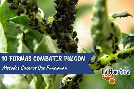 10 Formas De Hacer Semilleros Reciclados La Huertina De Toni Pulgon Pulgones En Las Plantas La Huertina De Toni