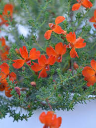Check spelling or type a new query. Lechenaultia Formosa Stirling Orange Gardening With Angus