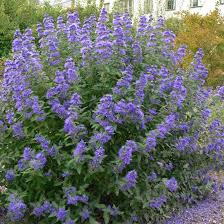 Image result for Caryopteris odorata