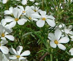 Image result for Lintonia nutans