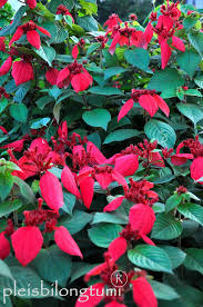 Image result for Mussaenda elegans