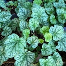 Image result for heuchera americana